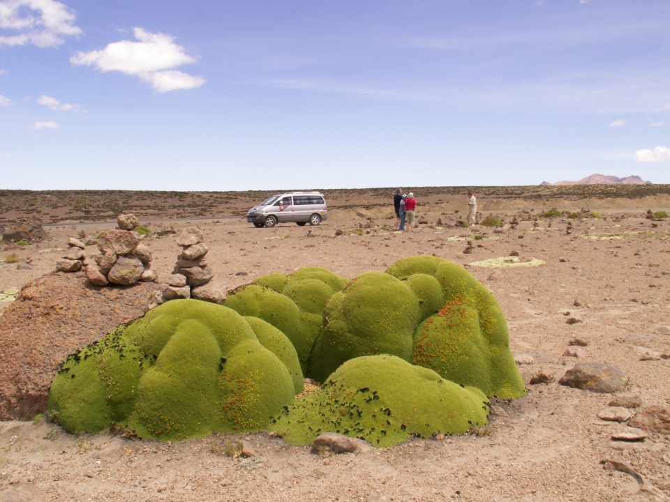 Azorella compacta