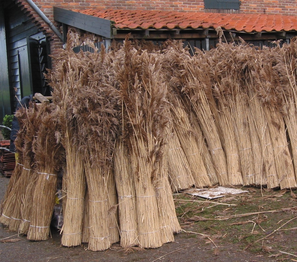 Phragmites australis