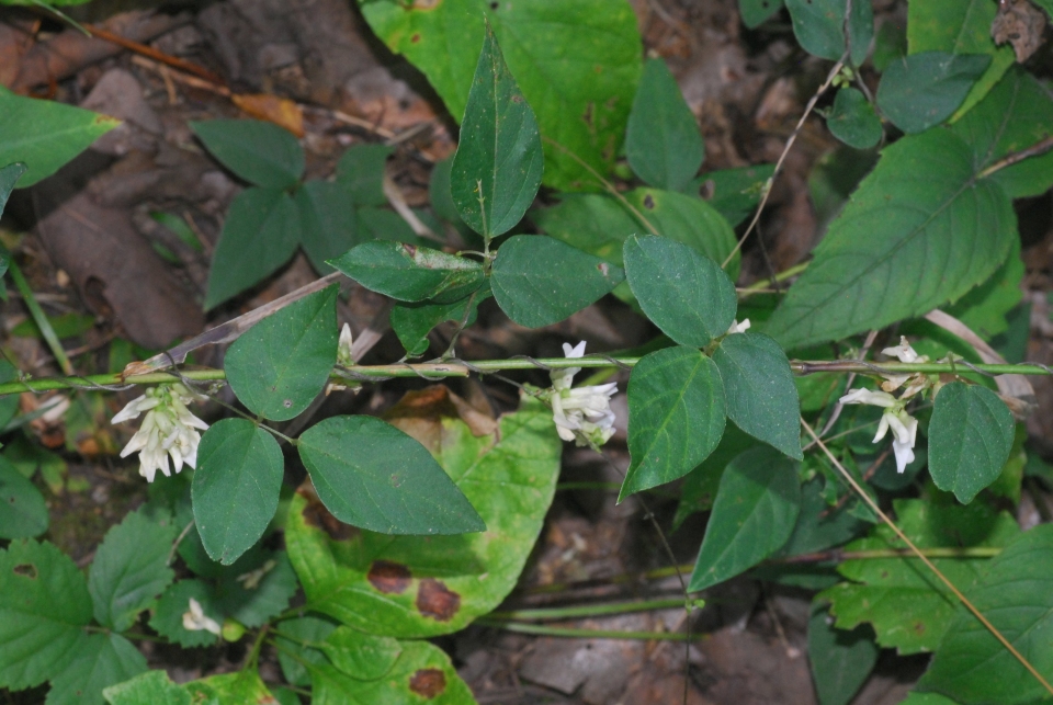 Amphicarpaea bracteata