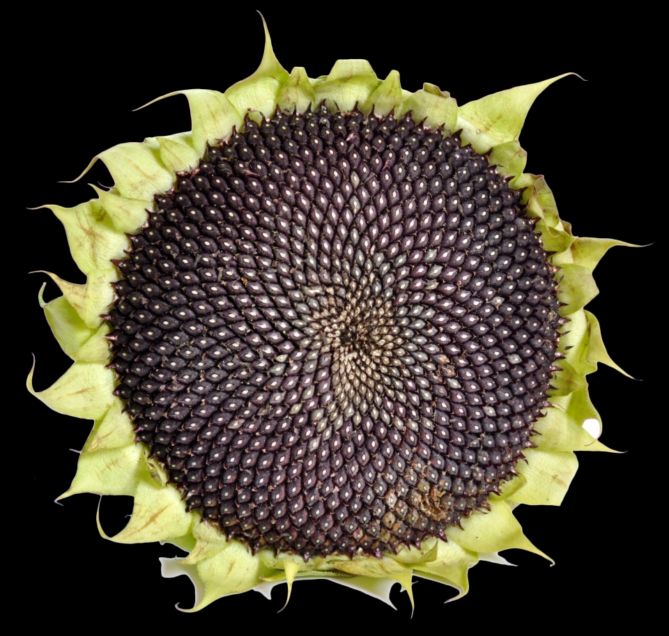 Helianthus annuus