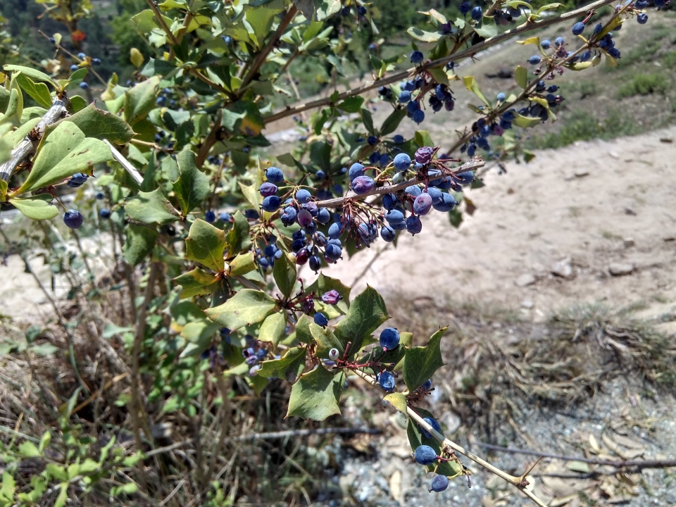 Berberis aristata