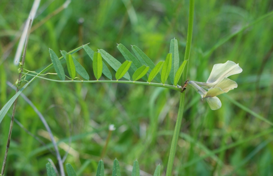 Vicia grandiflora