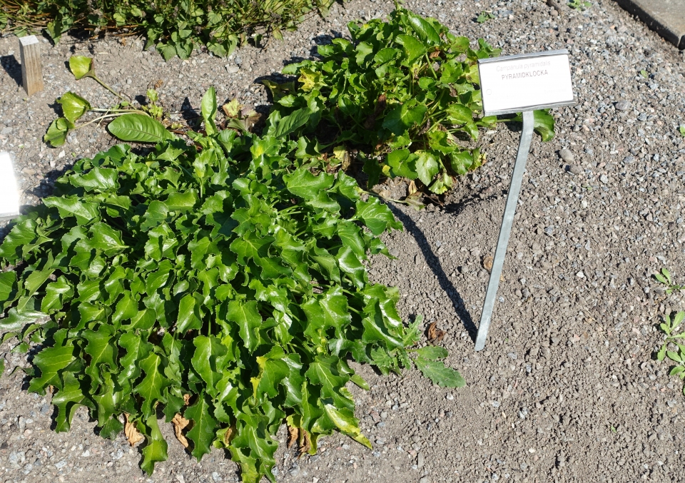 Campanula pyramidalis