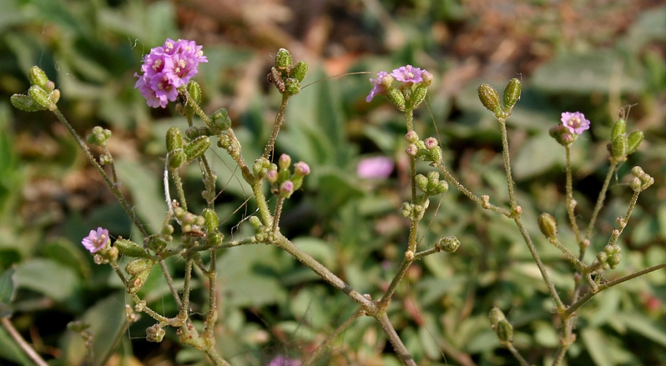 Boerhavia diffusa