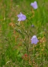 Campanula rotundifolia