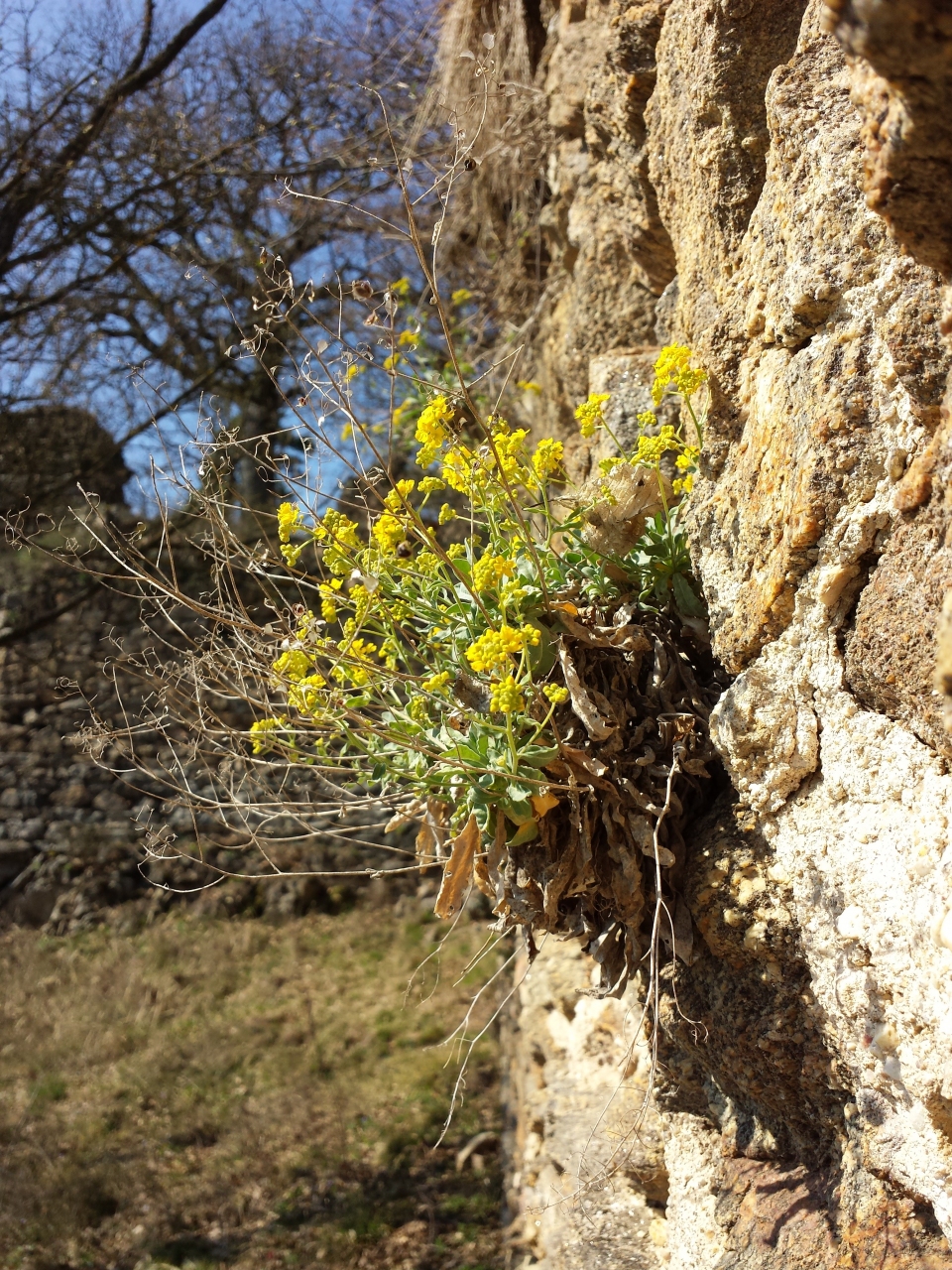 Aurinia saxatilis