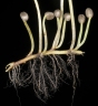 Marsilea mutica