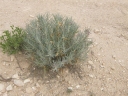 Asclepias brachystephana