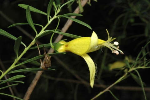 Eremophila maculata