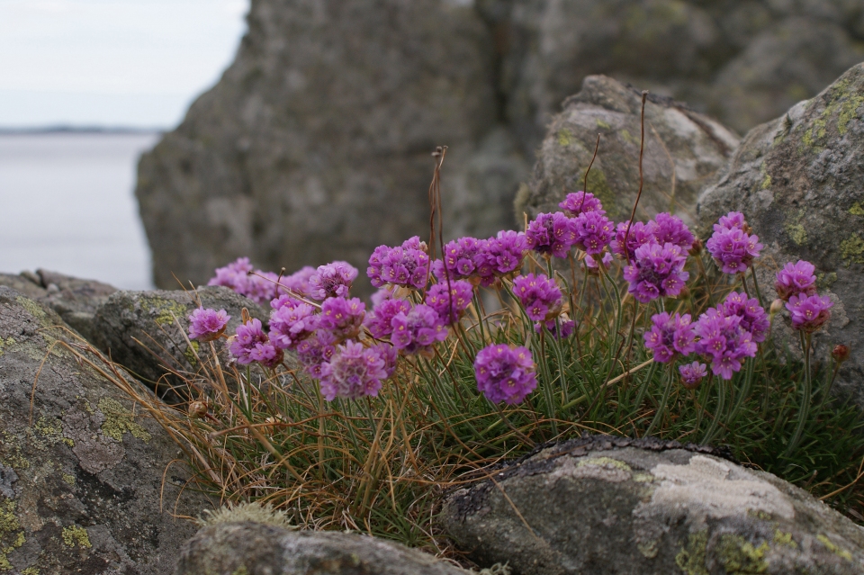 Armeria maritima