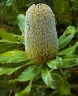 Banksia serrata