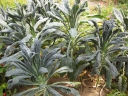 Brassica oleracea palmifolia
