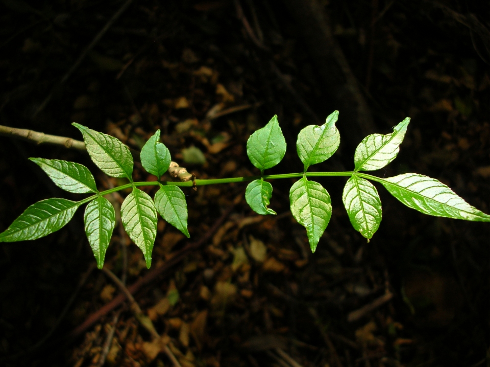 Fraxinus uhdei