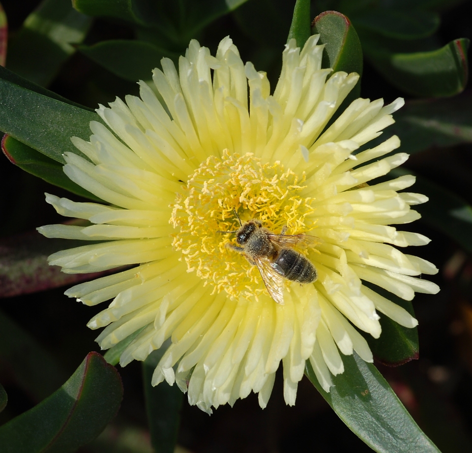 Carpobrotus edulis