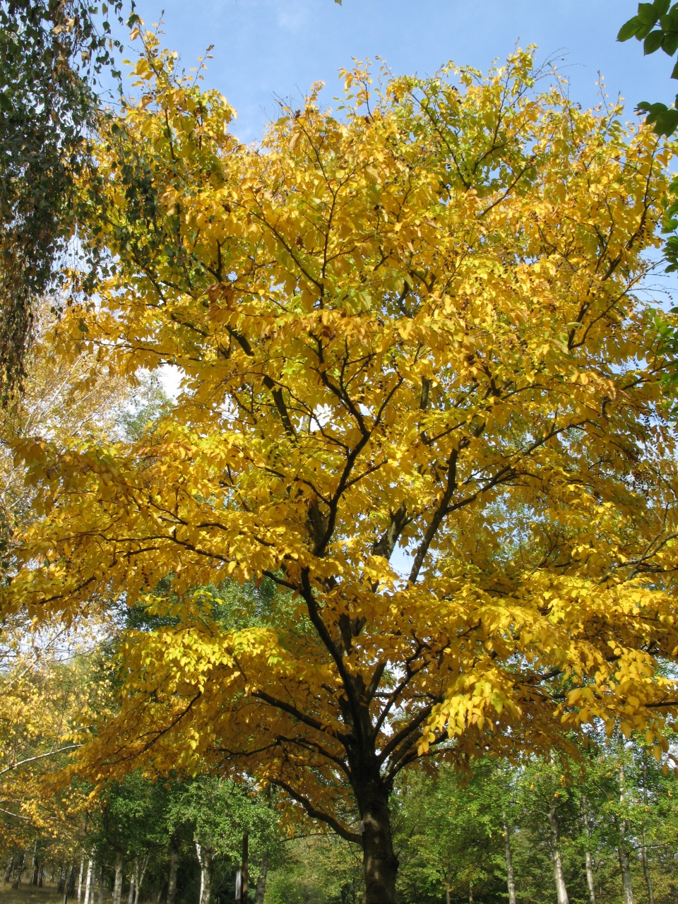 Betula lenta