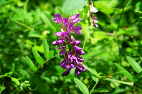 Vicia amoena