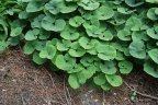 Asarum canadense