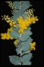 Acacia podalyriifolia