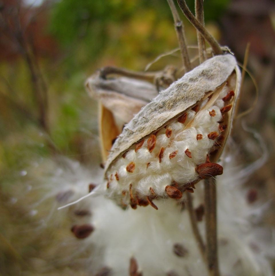 Asclepias syriaca