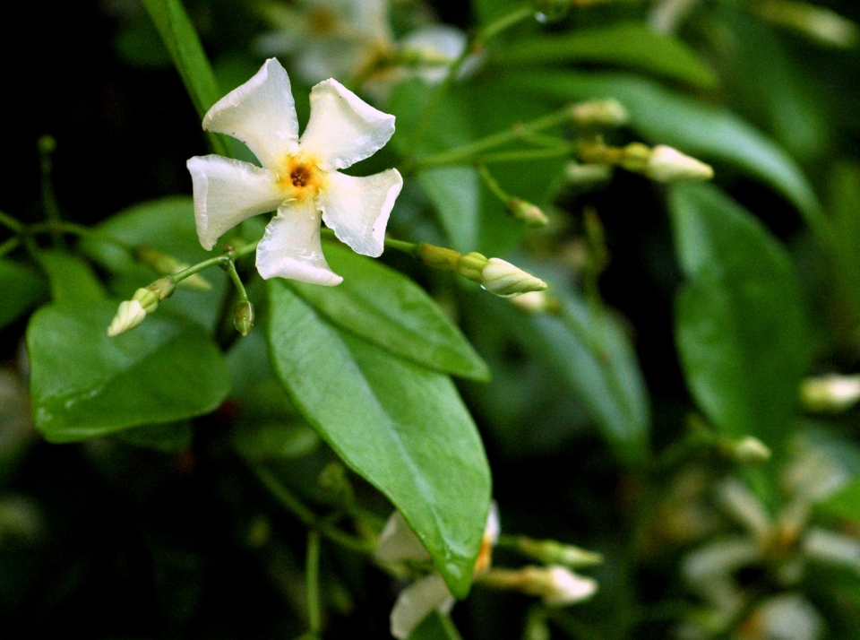 Trachelospermum asiaticum