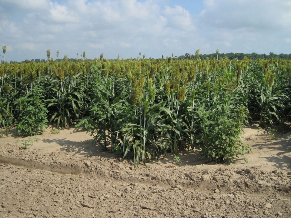 Sorghum bicolor