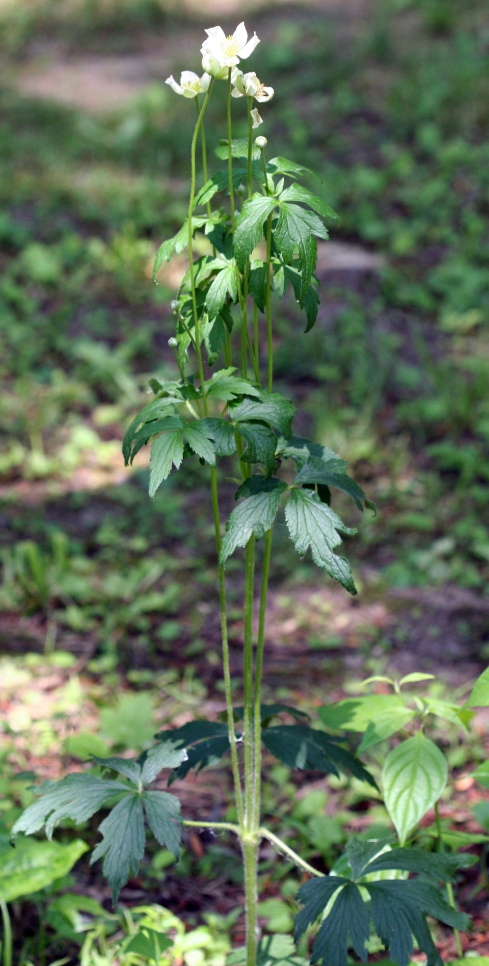 Anemone virginiana