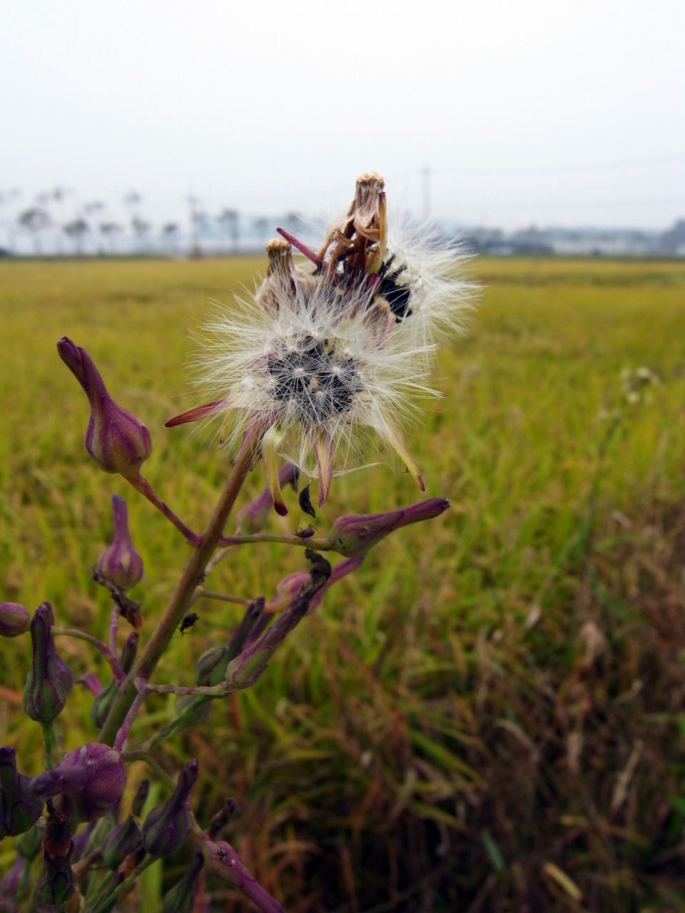 Lactuca indica