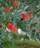 Erythrina herbacea