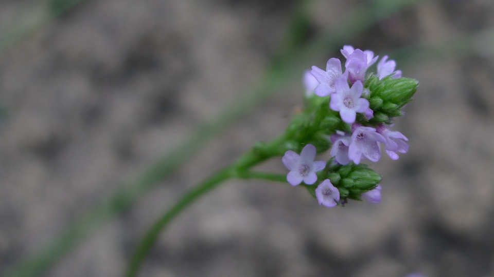 Verbena litoralis