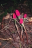 Arisaema dracontium