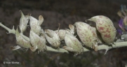 Astragalus lentiginosus