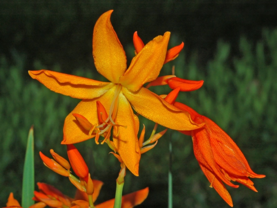 Crocosmia aurea