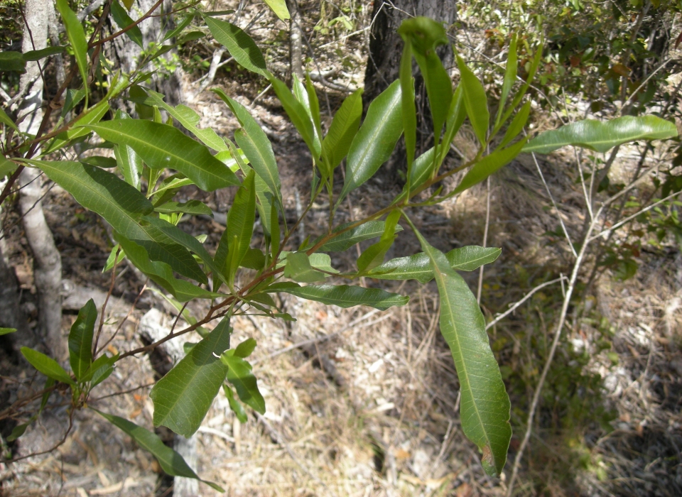 Dodonaea viscosa