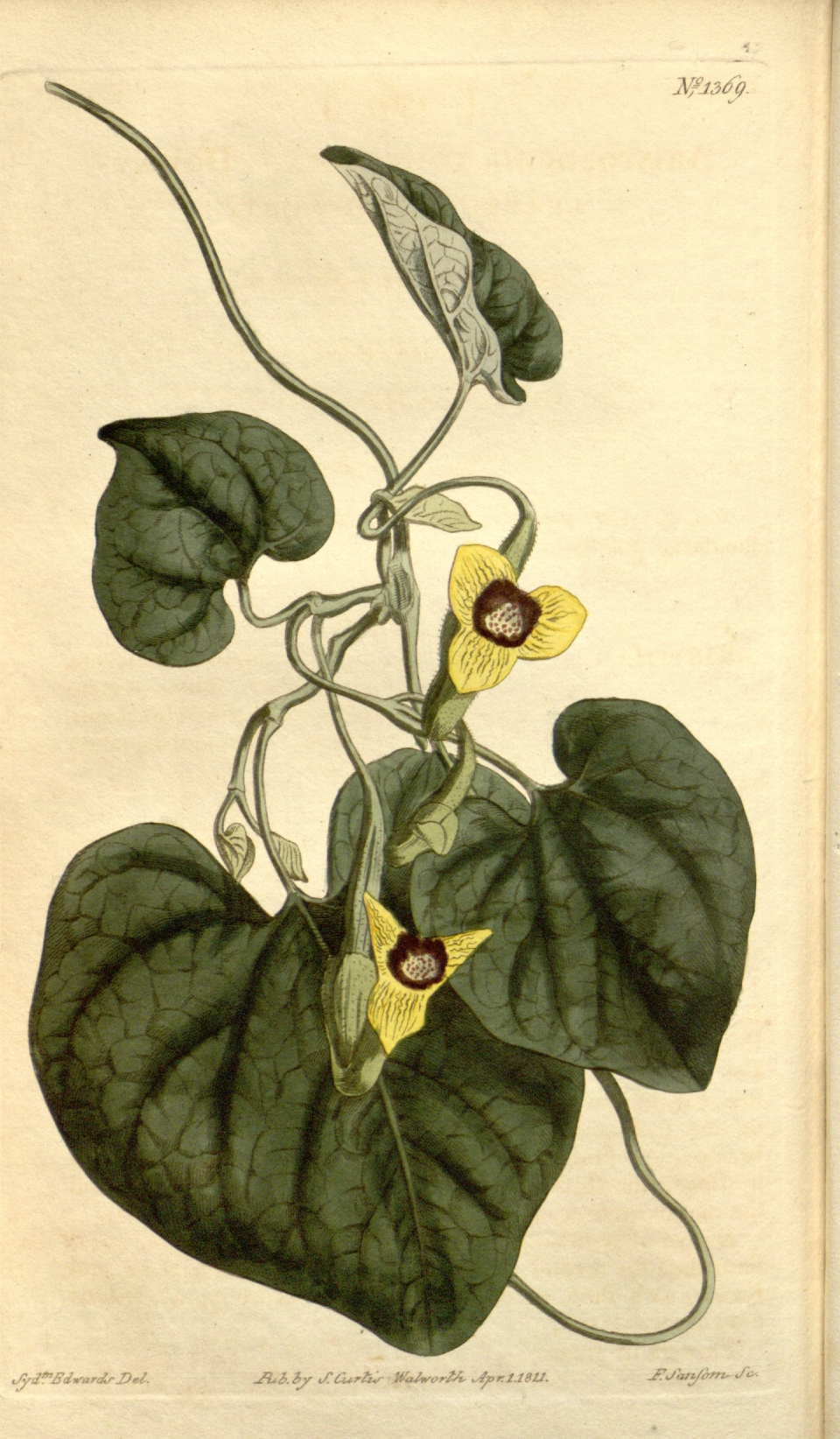 Aristolochia tomentosa