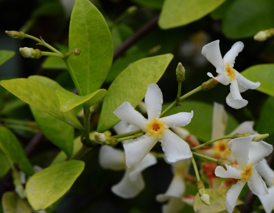 Trachelospermum asiaticum