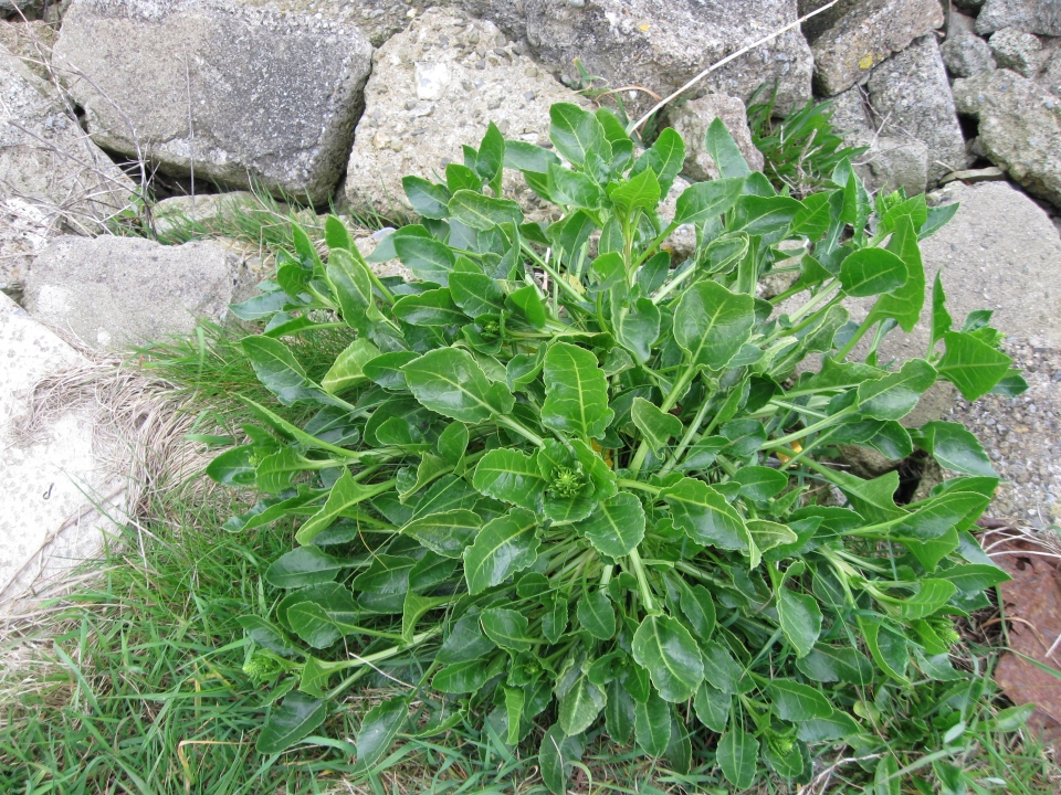 Beta vulgaris maritima