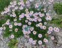 Aster flaccidus