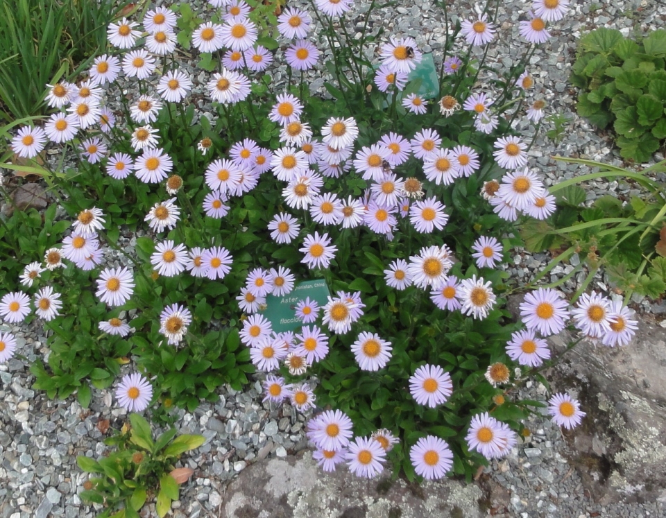 Aster flaccidus