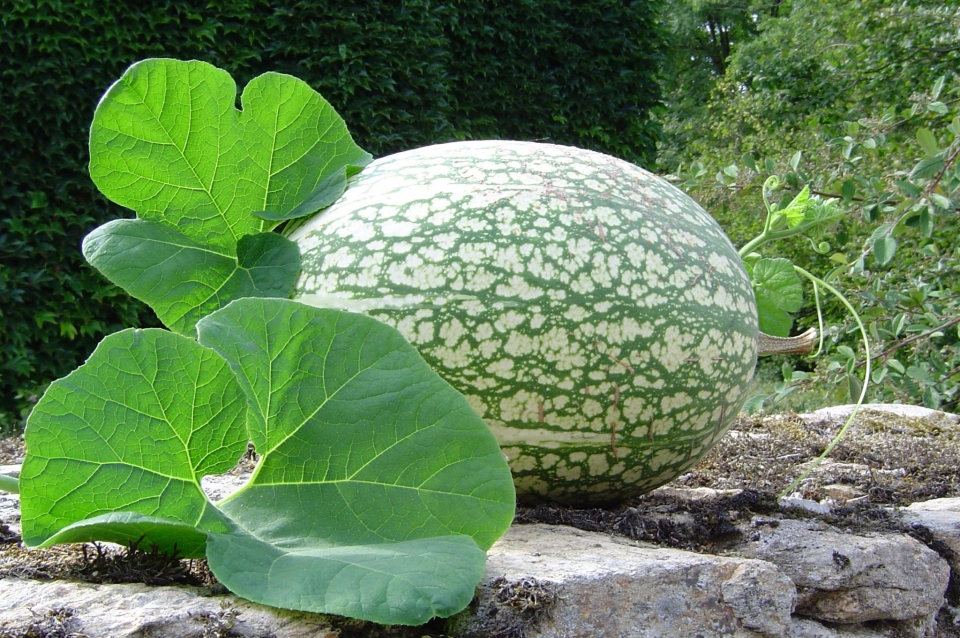 Cucurbita ficifolia