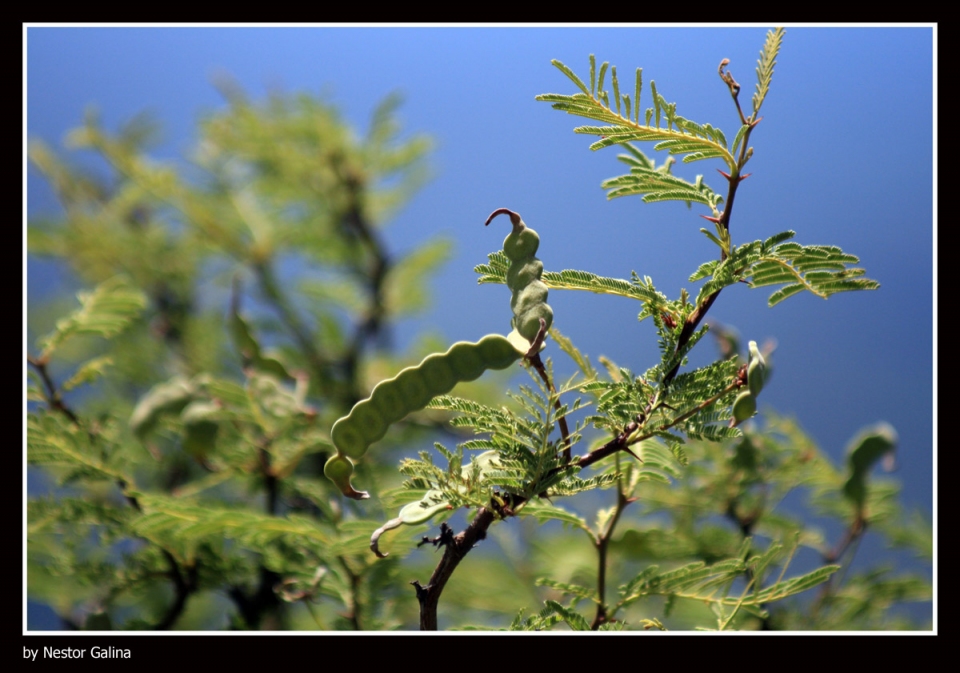 Prosopis alba