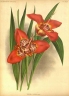 Tigridia pavonia