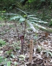 Arisaema thunbergii