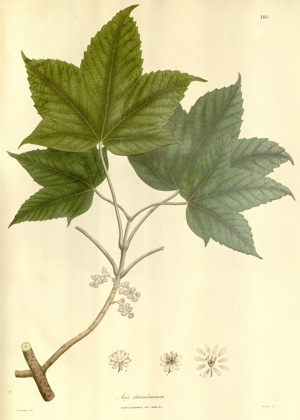 Acer sterculiaceum