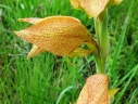 Gladiolus dalenii