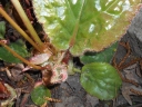 Bergenia ciliata