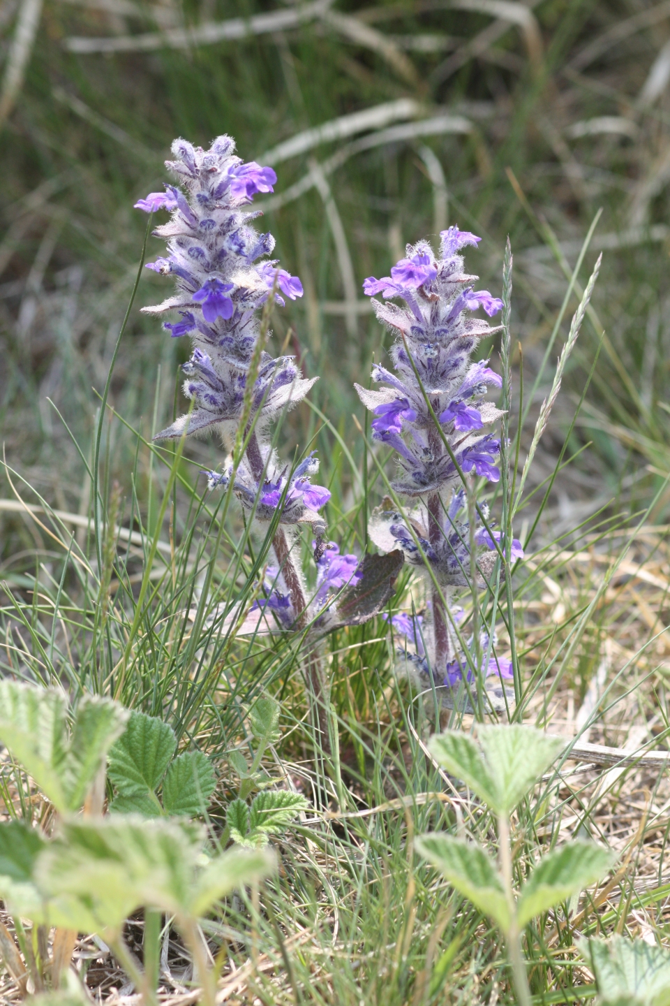 Ajuga multiflora