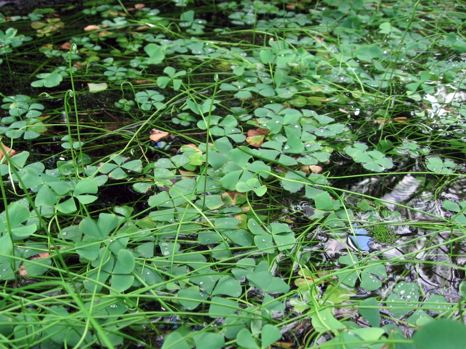 Marsilea quadrifolia