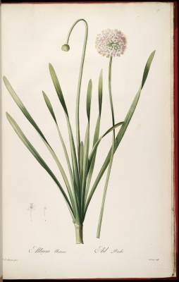 Allium nutans