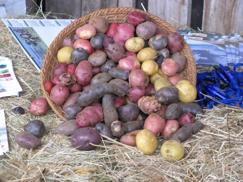 Solanum tuberosum