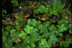 Marsilea mutica